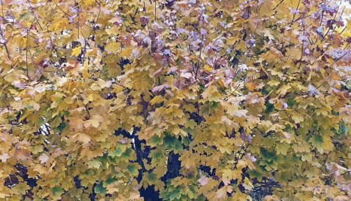 259022594 281336187264652 8198396929627449657 N